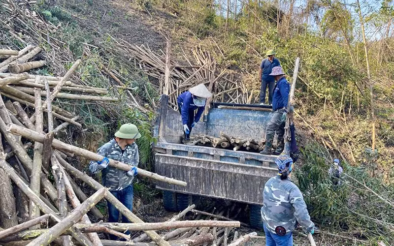 Các chủ rừng của tỉnh Quảng Ninh tận thu cây rừng bị gãy, đổ, phục hồi sản xuất. (Ảnh MINH HÀ)