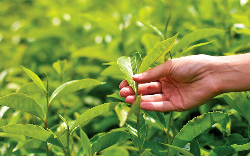 Để chè Việt vươn xa