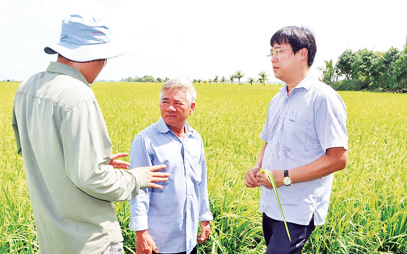 Lãnh đạo Tỉnh ủy Đồng Tháp (người bên phải) thăm mô hình lúa sinh thái của nông dân.