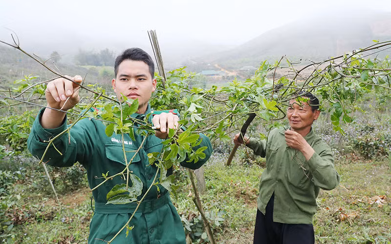 Cán bộ, chiến sĩ Đồn Biên phòng Lóng Sập (tỉnh Sơn La) hướng dẫn người dân kỹ thuật chăm sóc chanh leo. (Ảnh Trọng Đức)