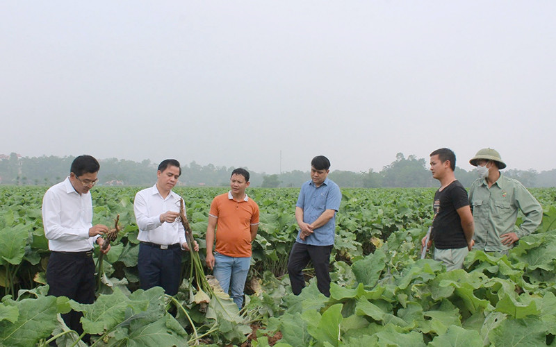 Bí thư Huyện ủy Tam Nông Vương Đức Thủy (người đầu tiên bên trái) kiểm tra chỉ đạo công tác sản xuất nông nghiệp trên địa bàn huyện.