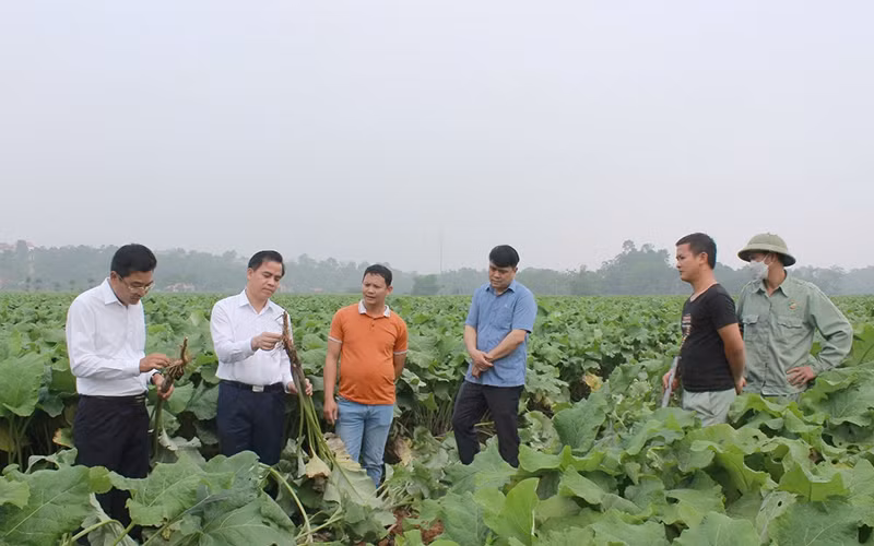 Bí thư Huyện ủy Tam Nông Vương Đức Thủy (người đầu tiên bên trái) kiểm tra chỉ đạo công tác sản xuất nông nghiệp trên địa bàn huyện.