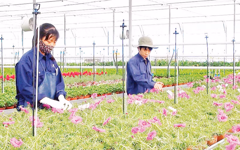 Sản xuất hoa công nghệ cao tại thành phố Đà Lạt.