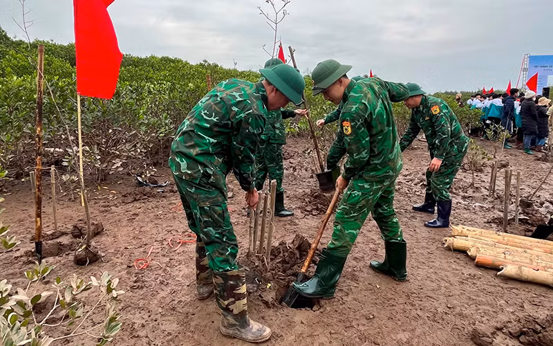 Bộ đội tham gia trồng cây tại Khu Bảo tồn thiên nhiên đất ngập nước Thái Thụy (tỉnh Thái Bình). 