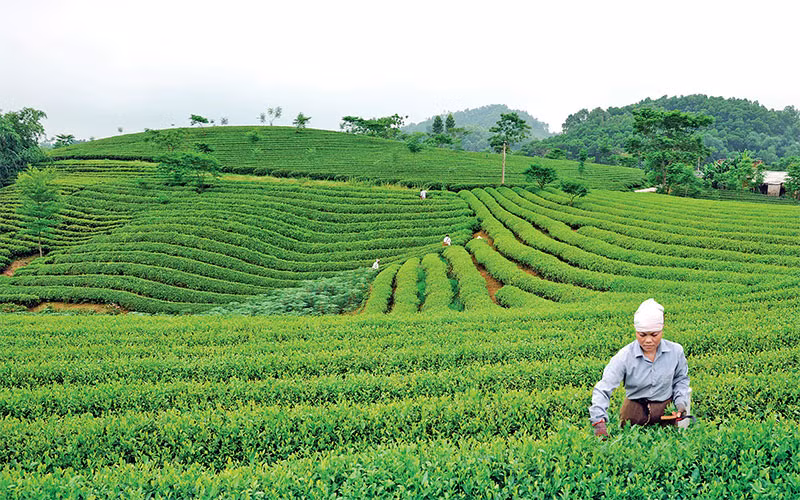 Đồi chè Tuyên Quang. Ảnh | Duy Hùng
