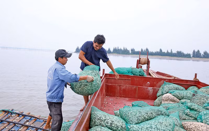 Từ khi chuyển đổi sang nuôi trồng thủy sản, đời sống bà con các xã ven biển ngày càng nâng cao. Từ khi chuyển đổi sang nuôi trồng thủy sản, đời sống bà con các xã ven biển ngày càng nâng cao.