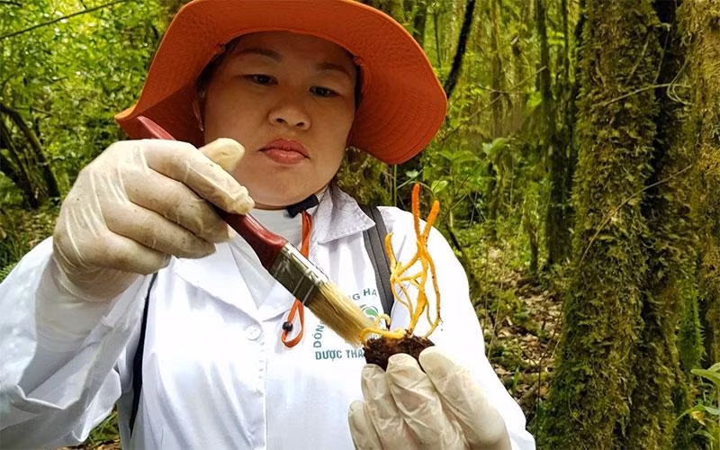 Tổng Giám đốc Công ty cổ phần Dược thảo Thiên Phúc Nguyễn Thị Hồng tìm giống đông trùng hạ thảo trên đỉnh Phan Xi Păng.