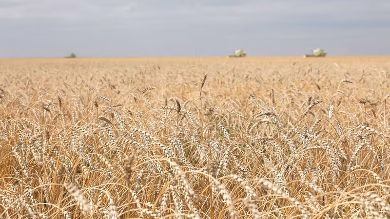 Lúa mỳ được trồng trên cánh đồng ở gần Astana, Kazakhstan. (Ảnh: THX/TTXVN)