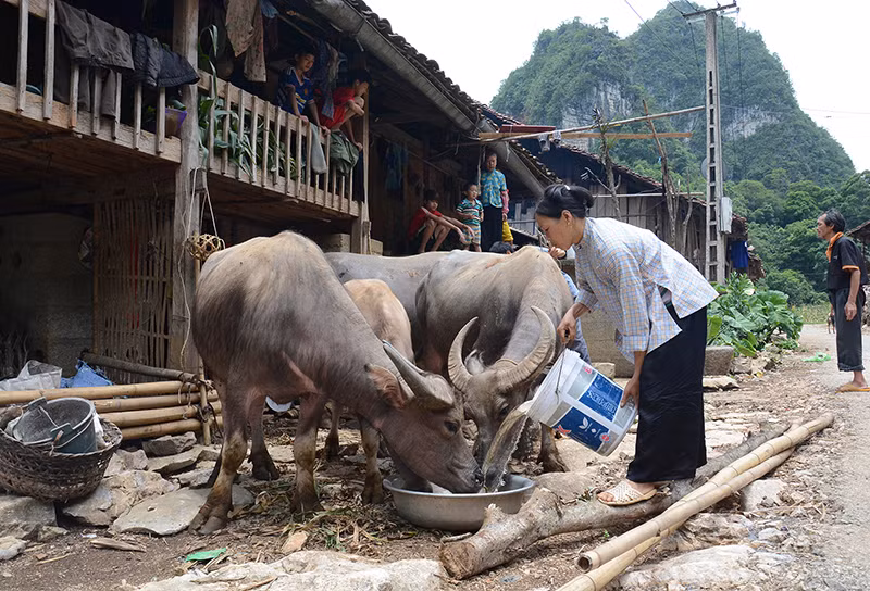 Phụ nữ xã Nội Thôn, huyện Hà Quảng, tỉnh Cao Bằng chăm sóc đàn gia súc. (Ảnh: DUY LINH)