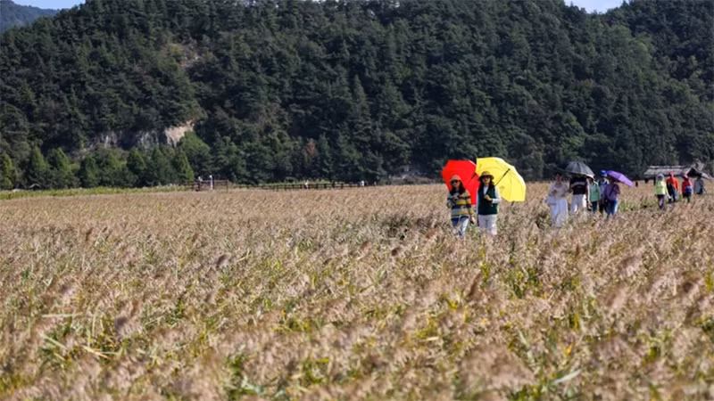Du khách tham quan Vịnh Suncheon (Hàn Quốc). (Ảnh: THX/TTXVN)