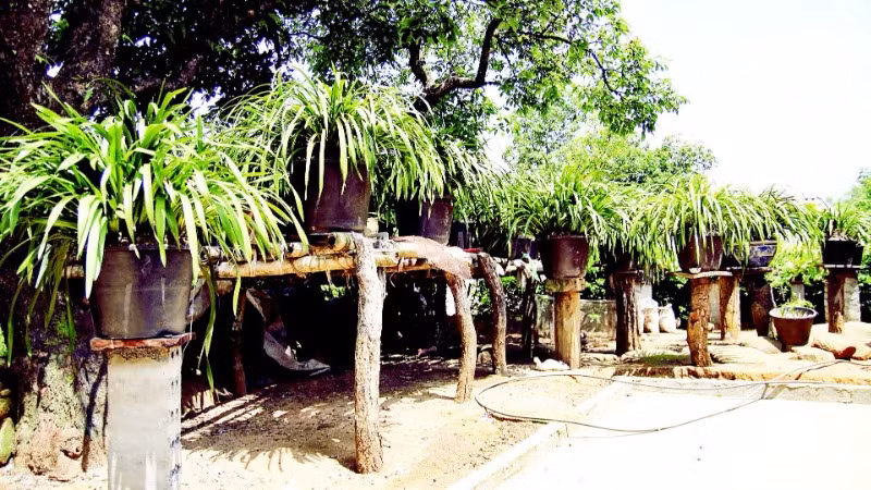 Phát triển cây địa lan giúp người dân ở các xã vùng cao Lai Châu thoát nghèo, vươn lên làm giàu.