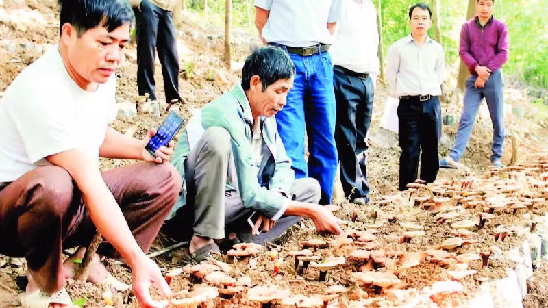 Kiểm tra quá trình sinh trưởng và phát triển của nấm lim xanh dưới tán rừng tự nhiên tại huyện Sơn Động. (Ảnh XUÂN THỎA