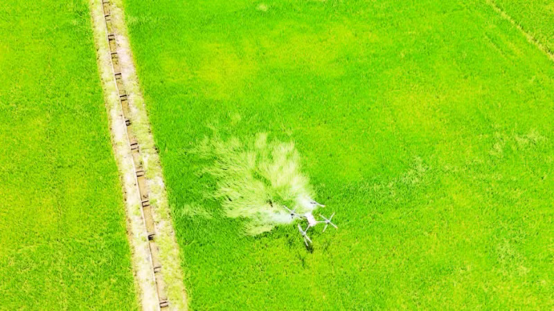 Nông dân xã Buôn Choáh, huyện Krông Nô, tỉnh Đắk Nông sử dụng máy bay không người lái chăm sóc lúa.