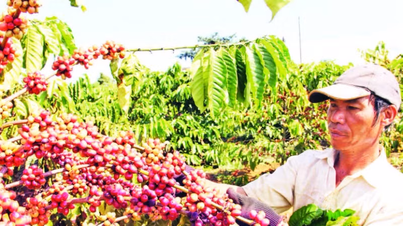 Mùa thu hoạch cà-phê tại huyện Bảo Lâm, tỉnh Lâm Đồng.