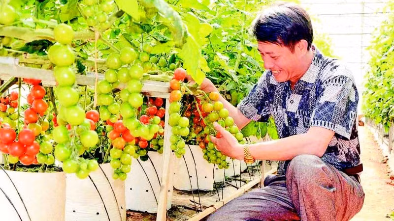 Sản xuất nông nghiệp công nghệ cao tại thành phố Đà Lạt, tỉnh Lâm Đồng.