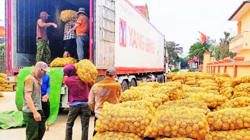 Khoai tây được doanh nghiệp tập kết, vận chuyển về các nhà máy chế biến.