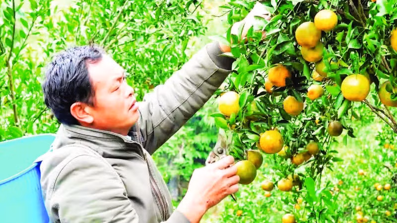 Anh Lồ Dìn Phủ bên nương quýt của gia đình.