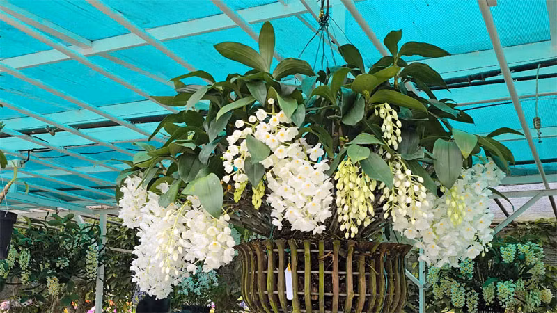 Tác phẩm Thủy tiên trắng tuyết đạt huy chương vàng hội thi hoa, cây cảnh được trưng bày tại không gian triển lãm.