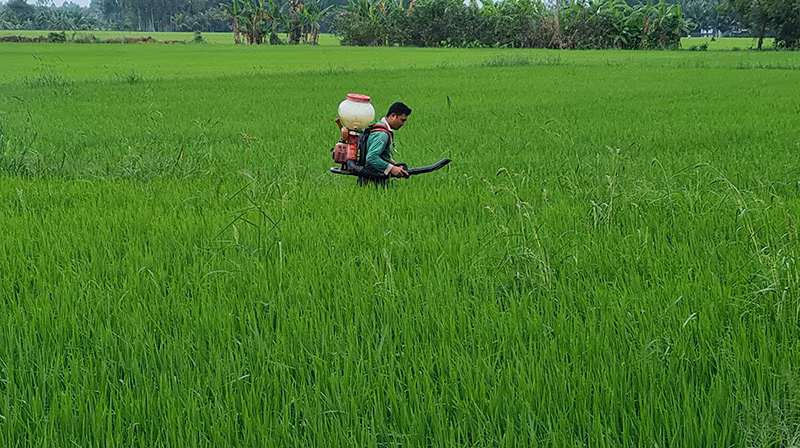 Nông dân ở Long Mỹ phun thuốc diệt sinh vật gây hại.