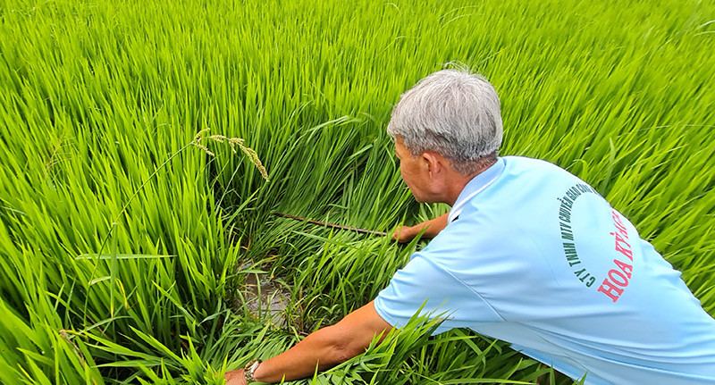 Lão nông Tư Kiêm thăm đồng sáng Mùng 4 Tết.