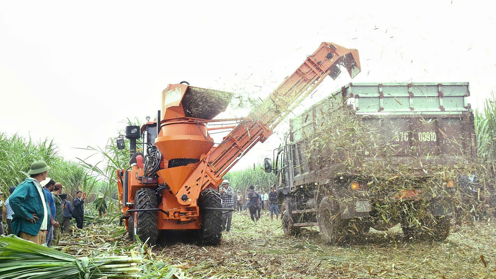 Thu hoạch mía bằng cơ giới ở Nhà máy đường Sông Con.