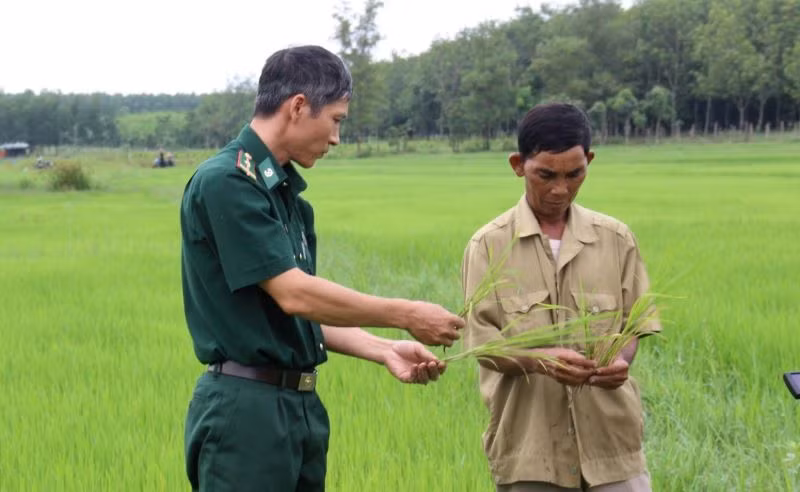 Bộ đội biên phòng tỉnh Bình Phước hỗ trợ đồng bào trồng lúa nước cho năng suất cao.