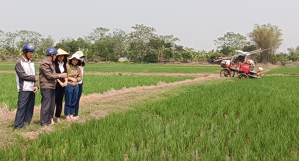 Tỉnh Thái Bình hiện đã có hơn 1.700 hộ dân tích tụ ruộng đất để sản xuất lớn.