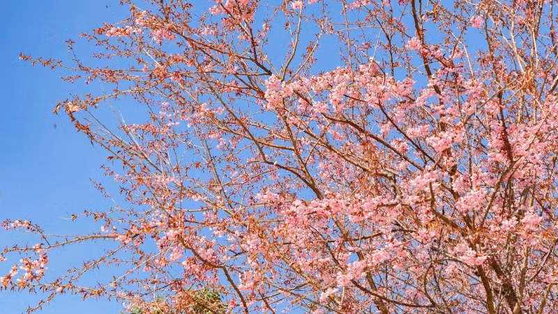 Loài hoa khiến nhiều du khách ngẩn ngơ trước vẻ đẹp rực rỡ, thanh thoát.