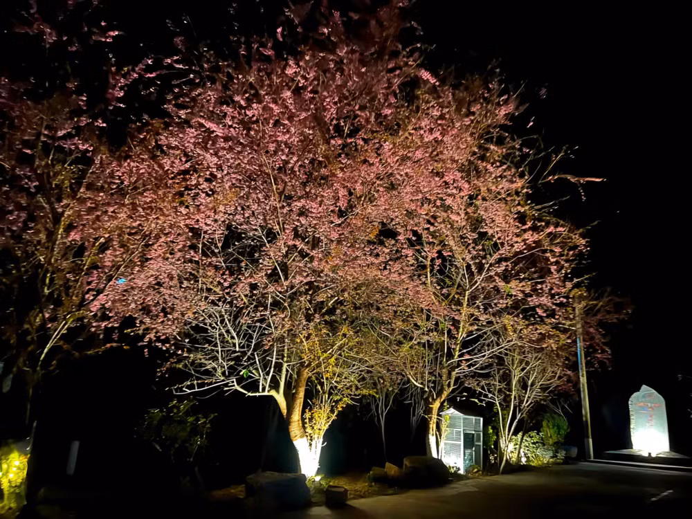 Đường đêm xóm núi vẫn bừng lên sắc hồng của mai anh đào.