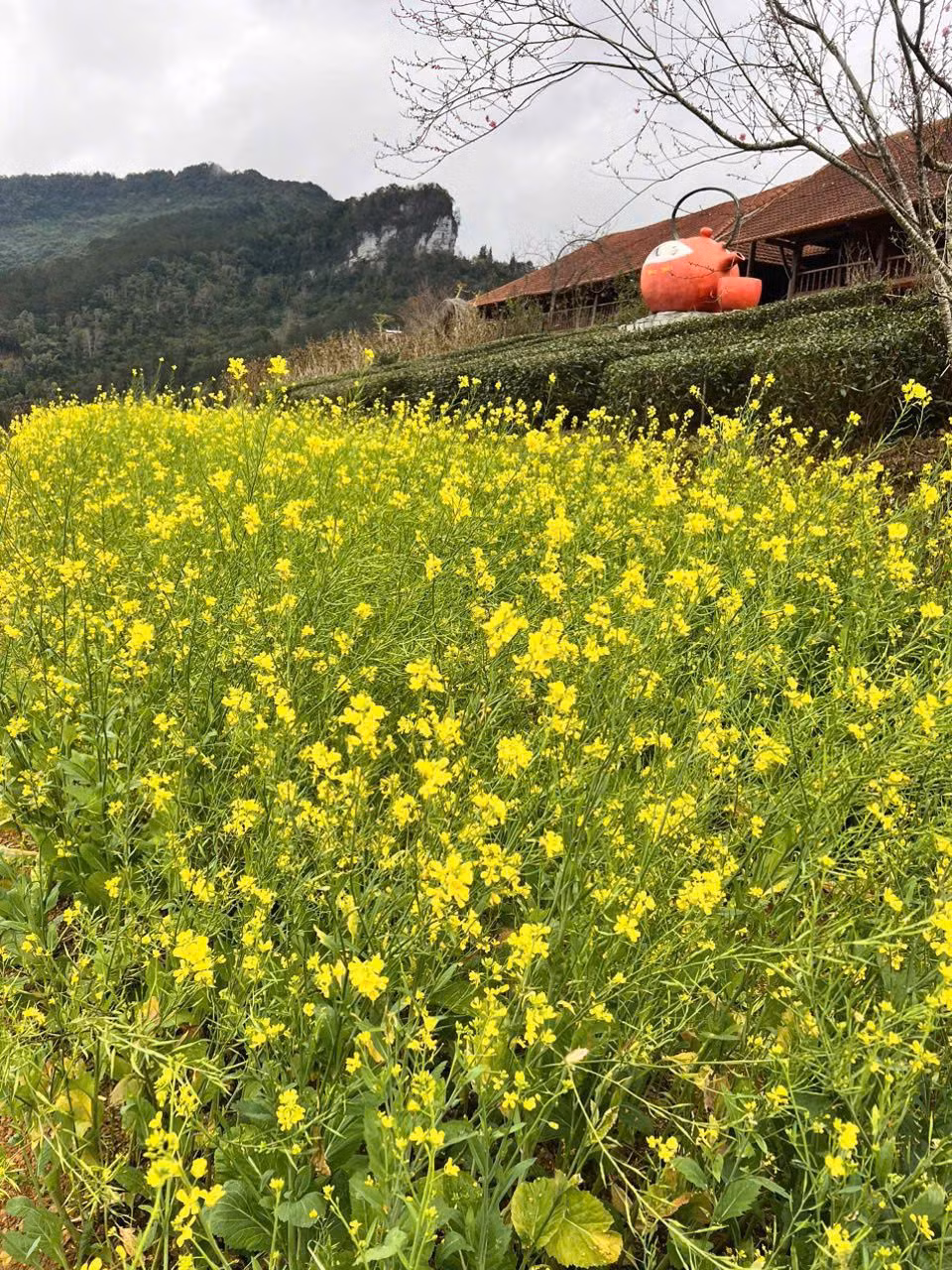 Những vạt cải đã trổ hoa vàng ươm mầu nắng.