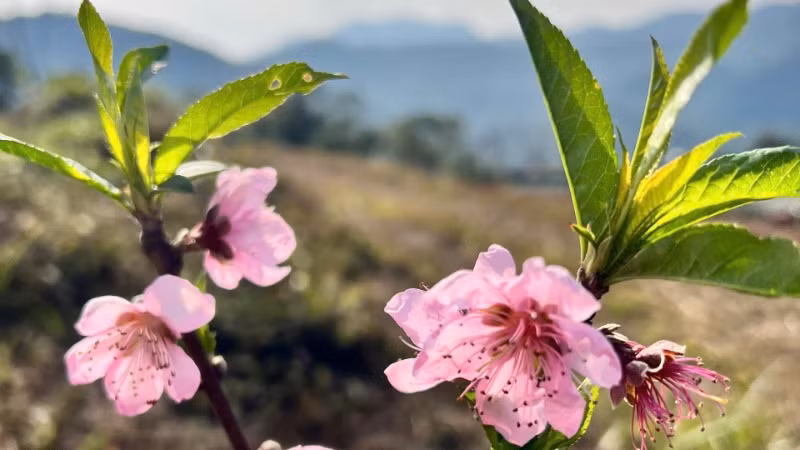 Hoa đào bừng nở đầy sức sống.