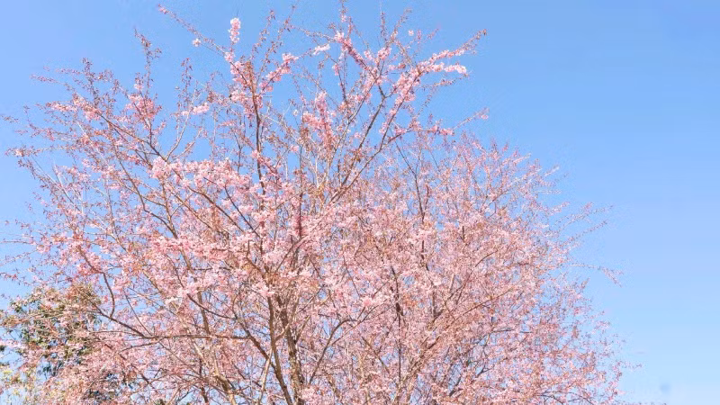 Vẻ đẹp thanh thoát của mai anh đào.