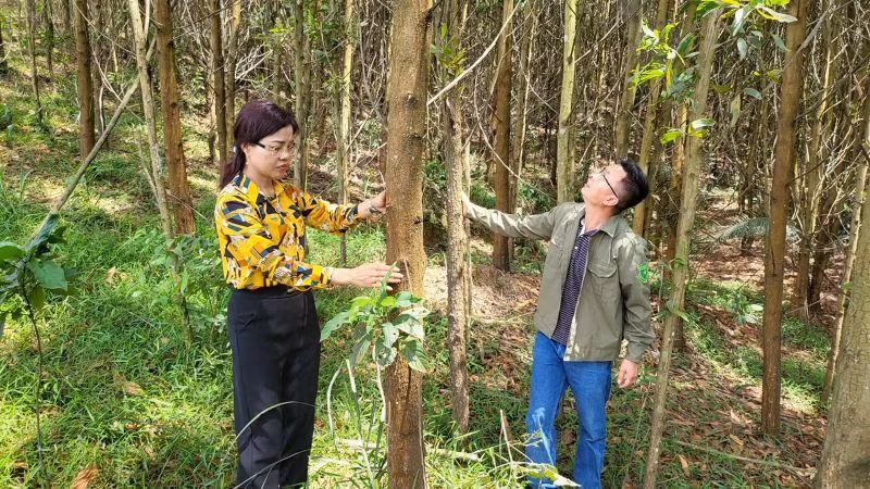 Kiểm tra độ tăng trưởng của cây gỗ lớn tại khu vực rừng trồng của Công ty TNHH MTV Lâm Nghiệp Ba Chẽ. Kiểm tra độ tăng trưởng của cây gỗ lớn tại khu vực rừng trồng của Công ty TNHH MTV Lâm Nghiệp Ba Chẽ.