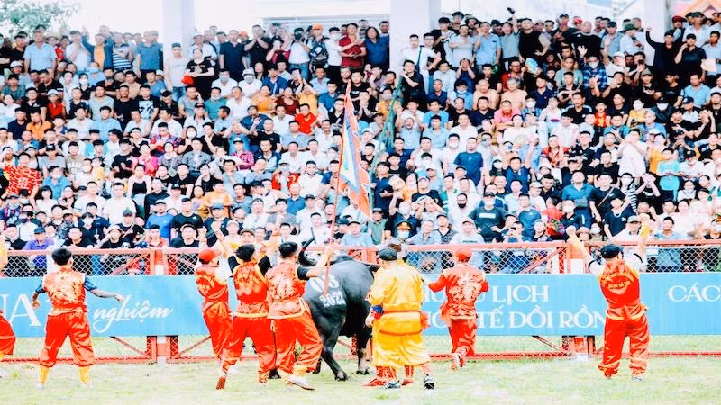 Niềm vui khi có trâu giành chiến thắng.