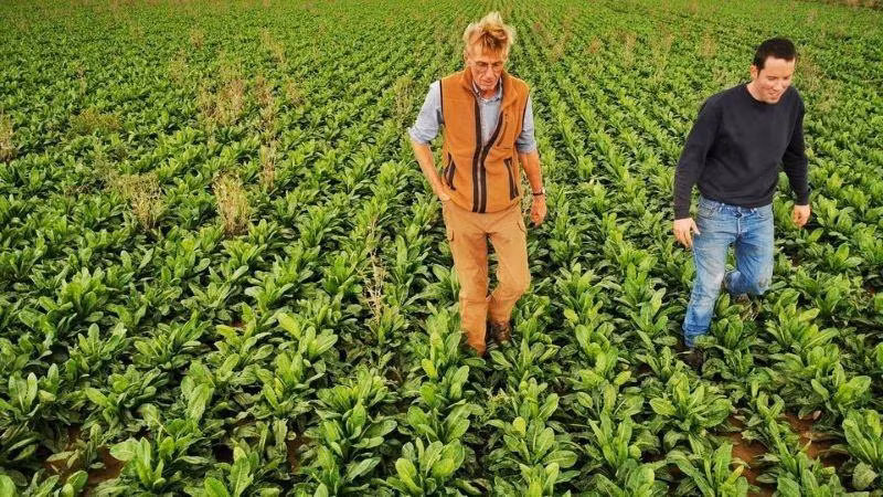 Emmanuel Lefebvre và Christophe Mazingarbe thăm cánh đồng trồng rau diếp của mình. (Ảnh: REUTERS)