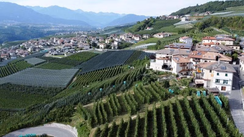 Vùng trồng táo Predaia, Italia. (Ảnh: REUTERS)