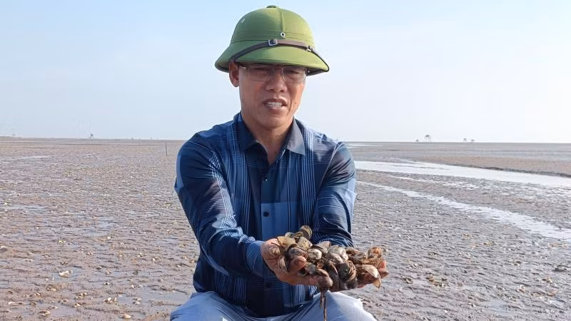 27ha ngao của ông Phạm Văn Thăng, trú tại xã Đông Minh (huyện Tiền Hải, tỉnh Thái Bình), hiện đã chết hơn 50%.