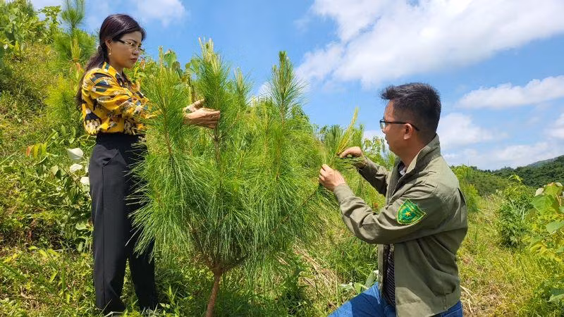 Cây thông Mã Vỹ của Công ty TNHH MTV Lâm Nghiệp Ba Chẽ tăng trưởng nhanh, thích hợp với thổ nhưỡng khí hậu của địa phương. Cây thông Mã Vỹ của Công ty TNHH MTV Lâm Nghiệp Ba Chẽ tăng trưởng nhanh, thích hợp với thổ nhưỡng khí hậu của địa phương.