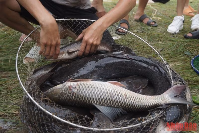 Nhiều con cá lớn nặng vài ba kg.