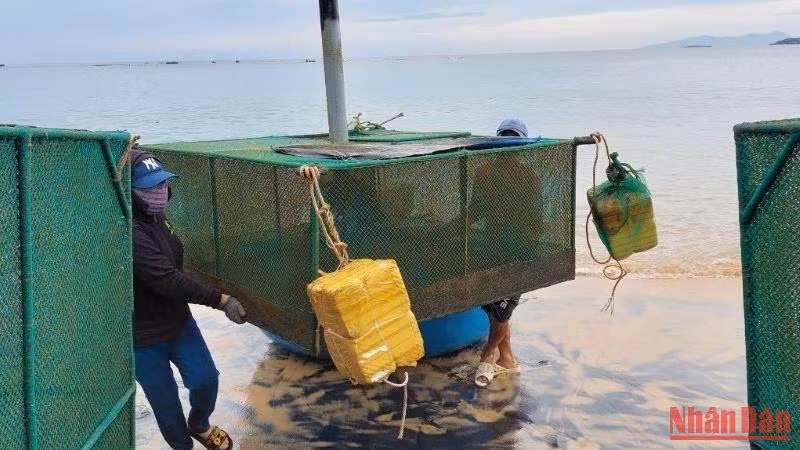 Ngư dân Phú Yên khẩn trương di dời lồng bè chạy bão cho tôm hùm.
