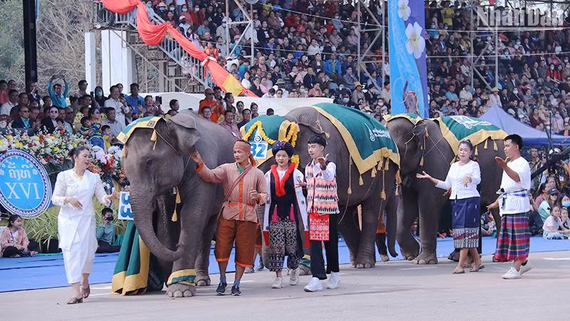 Lễ hội Voi tỉnh Xayaboury của Lào là một trong những lễ hội đặc sắc, thu hút đông đảo du khách. (Ảnh: Trịnh Dũng)