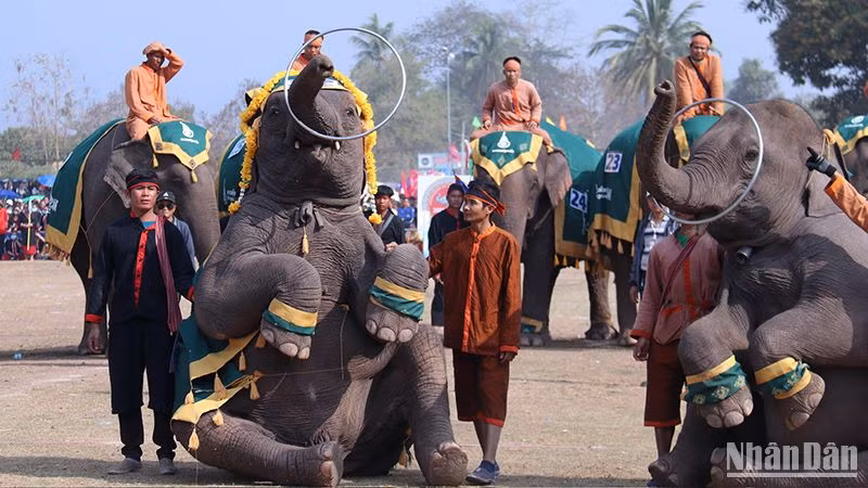Lễ hội voi tỉnh Sayaboury (Lào) là một trong những hoạt động thường niên thu hút đông đảo du khách. (Ảnh: Trịnh Dũng)