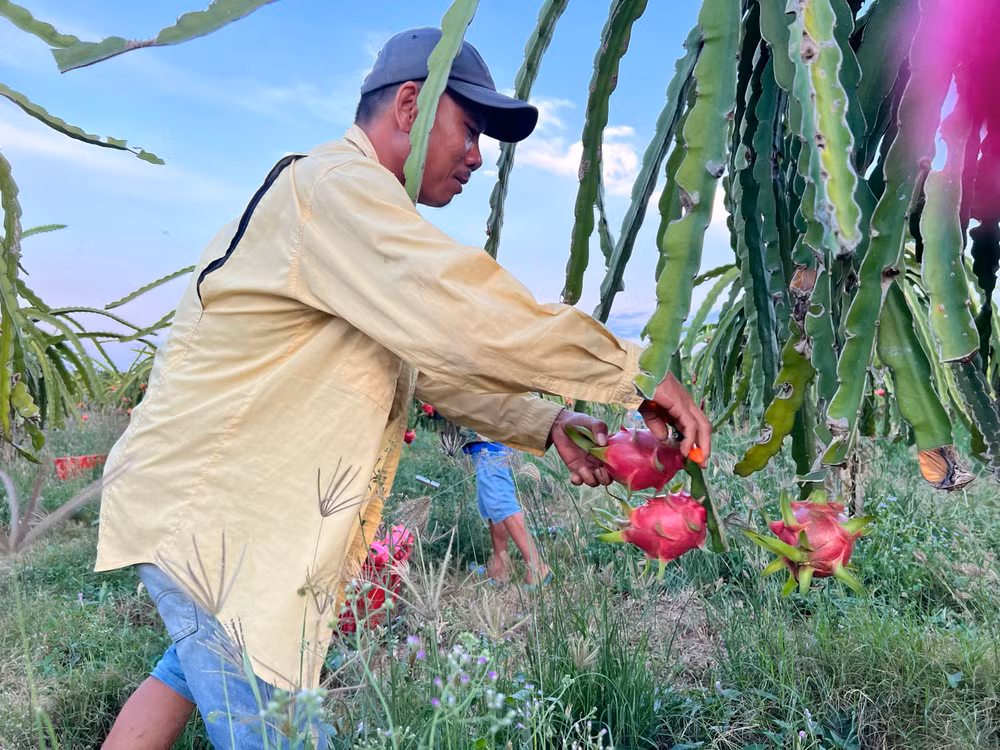 Nông dân xã Mương Mán (huyện Hàm Thuận Nam, tỉnh Bình Thuận) thu hoạch thanh long.