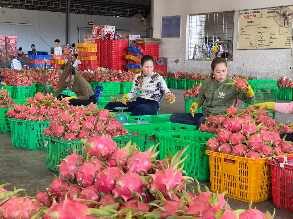 Nhân viên đang phân loại từng trái thanh long.