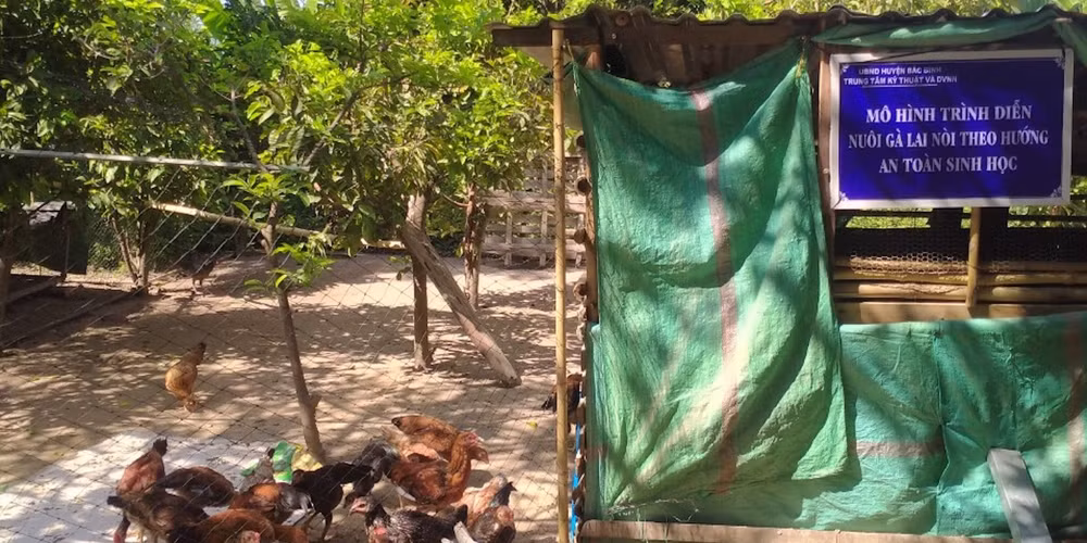 Mô hình trình diễn nuôi gà lai nòi theo hướng an toàn sinh học.