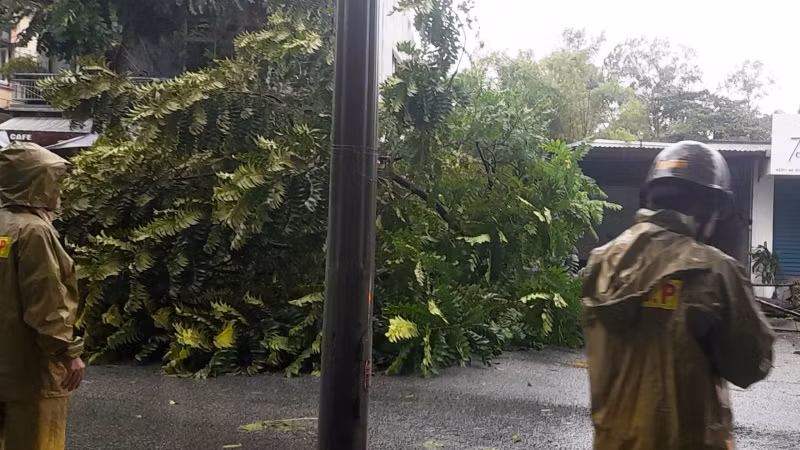 Nhiều cây xanh tại thành phố Huế bị đổ ngã.