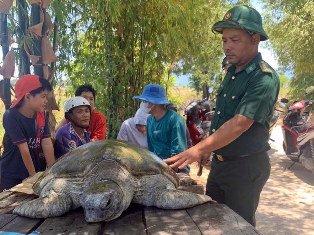 Người dân đưa cá thể rùa biển đến bàn giao cho lực lượng chức năng để thả về tự nhiên. (ẢNH: XL)