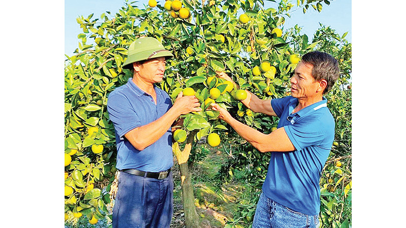 Nông dân huyện Yên Mỹ, tỉnh Hưng Yên chuyển đổi sang trồng cam mang lại thu nhập cao.
