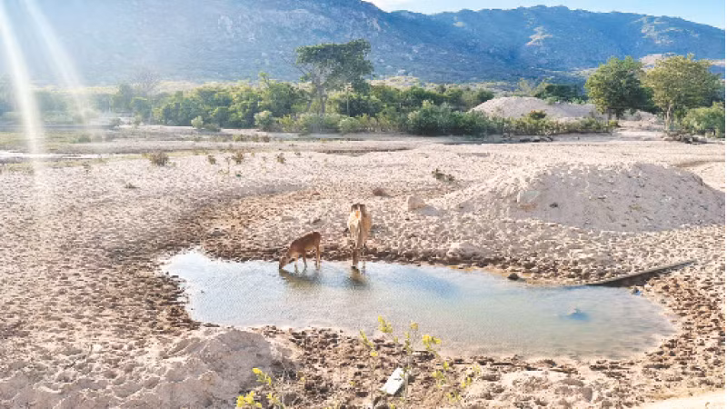 Một hồ chứa nước trên địa bàn tỉnh Ninh Thuận đã cạn kiệt.