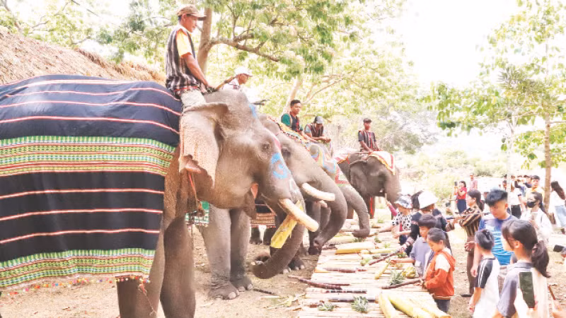 Chung tay bảo tồn voi 